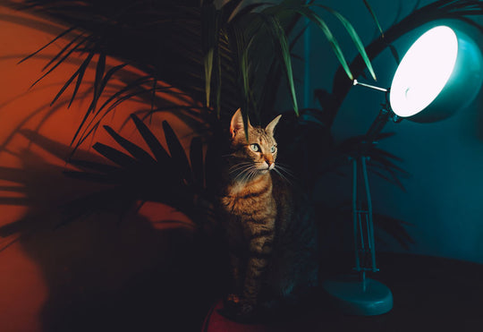 Is My Cat Secretly Banksy?