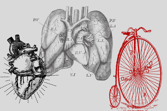 Cardiovascular Endurance: How Long Does It Take To Get Out Of Shape?