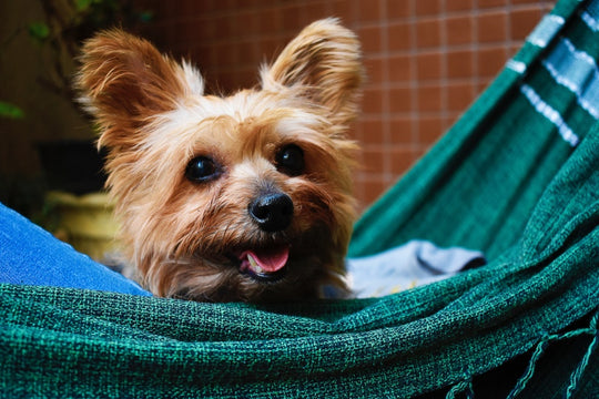 This Doggie School Bus Driver Created His Dream Job &amp; It's Adorable