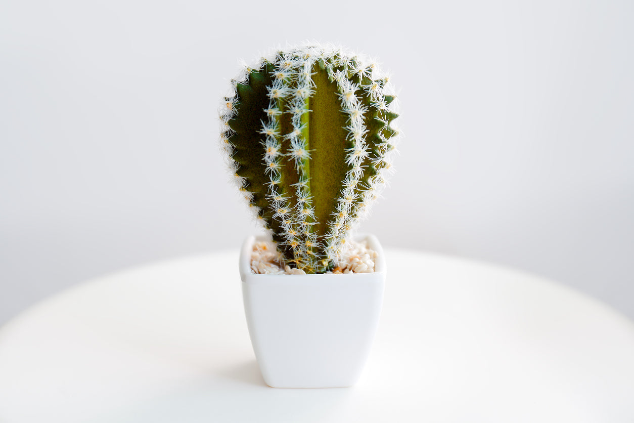4 Gorgeous Plants That You'll Need to Try REALLY Hard to Kill