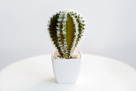 4 Gorgeous Plants That You'll Need to Try REALLY Hard to Kill