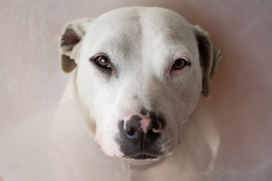 My Experience Muzzling My Pit Bull Tucker