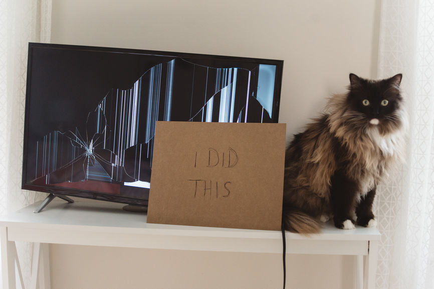 10 Hilarious Tweets That Reveal What Your Pet Is Googling About You