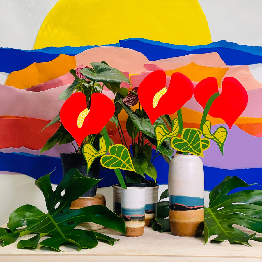 Anthurium Forever Flower